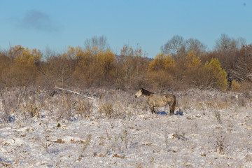 The village of Old Believers from Latin America in Russia in the Primorsky Territory. Domestic horses graze in a snowy field near an authentic village