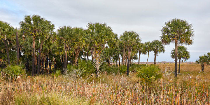 Palm trees at Lake Woodruff National Wildlife Refuge in Volusia county, Florida