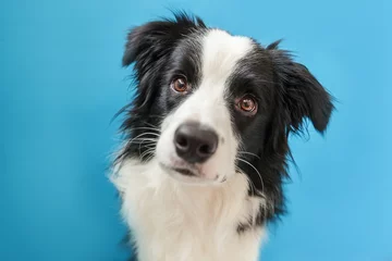 Rolgordijnen Funny studio portrait of cute smilling puppy dog border collie isolated on blue background. New lovely member of family little dog gazing and waiting for reward. Pet care and animals concept © Юлия Завалишина