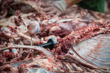 Lamb and cow carcass meat and bones
