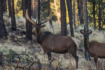 Obraz premium Two bull elk standing deep in the forest during summer with their antlers still growing in velvet