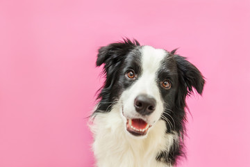 Obraz na płótnie Canvas Funny studio portrait of cute smilling puppy dog border collie isolated on pink background. New lovely member of family little dog gazing and waiting for reward. Pet care and animals concept
