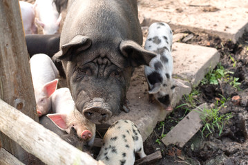 Black sow on a home farm. With piglets. With a sad face.