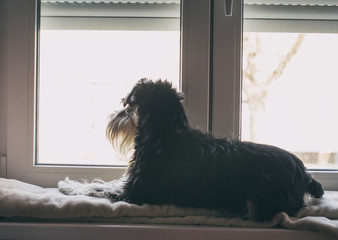 Dog looking throuh window