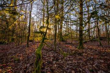 Obraz premium Zauberwald im Sauerland bei Sonnenuntergang