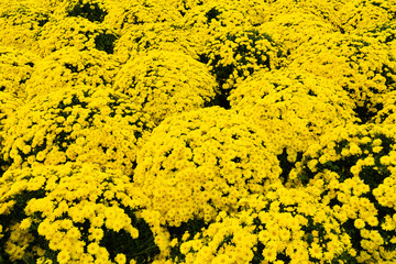 Many yellow chrysanthemum flowers. Background image from a flowerbed.