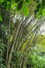 Fototapeta na wymiar bambú en el jardín surrealista de xilitla