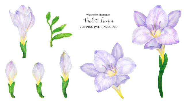 Freesia flowers and buds, watercolor illustration with clipping path