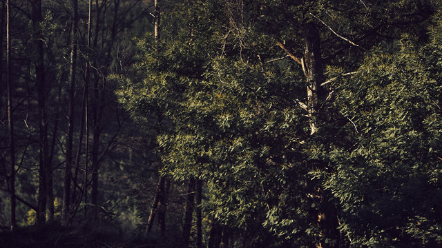 Trees and textures