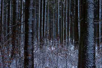 Fototapeta premium The winter forest under snow. The wood in the winter. The wood in Czech Republic in the winter. Sun snow and wood