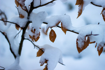 Close-up on frozen beech leaves on a branch under frost and snow