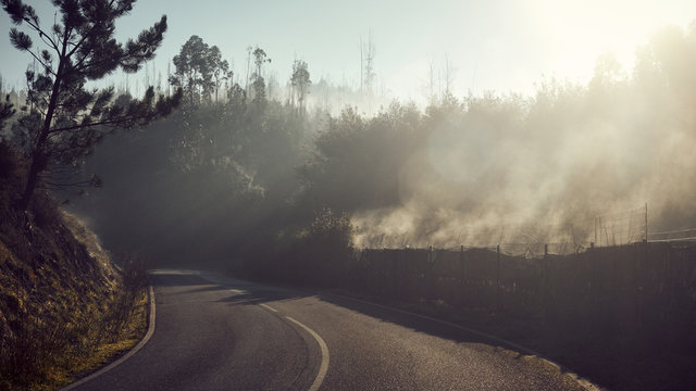 fog in the forest
