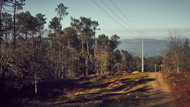sunset in the forest