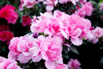 Azalea Flower