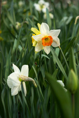 Fototapeta premium Daffodils of different types bloom in the spring in the garden. Beautiful flowers - white daffodils with an orange stamen and yellow daffodils