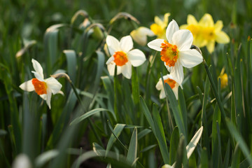 Obraz premium Daffodils of different types bloom in the spring in the garden. Beautiful flowers - white daffodils with an orange stamen and yellow daffodils