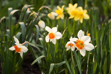 Obraz premium Daffodils of different types bloom in the spring in the garden. Beautiful flowers - white daffodils with an orange stamen and yellow daffodils