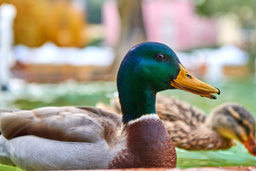 Close Up shot of a Duck stand on water with bokeh background