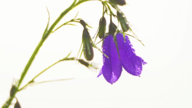 Violet bell flower campanula with  dew drops dancing in breeze wind in sunny morning on white background