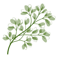 Beautiful  leaves isolated on white background.  Vector illustration. EPS 10
