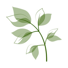 Fototapeta premium Beautiful leaves isolated on white background. Vector illustration. EPS 10