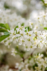 Spring tree blossoms