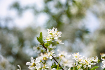 Spring tree blossoms