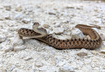 A brown snake holds an S position while resting on a gravel surface.