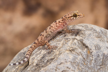 Gecko (Hemidactylus turcicus) on the rock in the daily hours, Italy, Europe