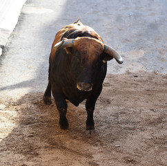 a spanish strong bull on spain