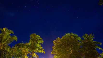 Fototapeta na wymiar stars by trees in the amazon
