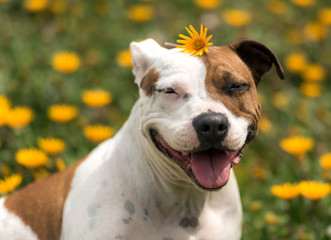Puppy on the flower field. Sydney Australia