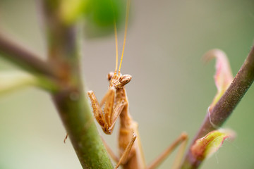 Close up shot of a mantis.