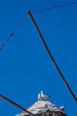 A couple of seagulls in their nest on top of an old mediterranean Greek traditional windmill in Mykonos, Cyclades, Greece