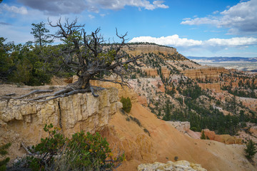 hiking the rim trail in bryce canyon national park, utah, usa