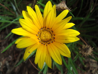 flor amarilla