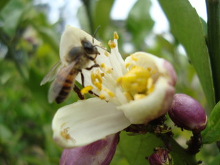 abeja y flor