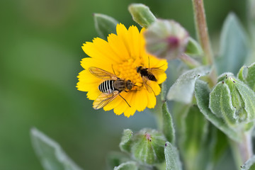 Diptera with stripes on yellow meadow flowers
