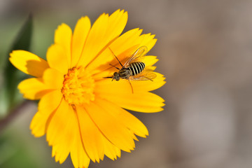 Diptera with stripes on yellow meadow flowers