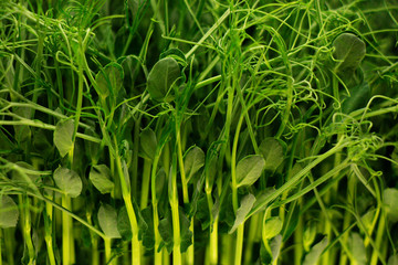 natural micro green plants food for diet and good nutrition