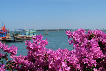 Beautiful blooming pink bougainvillea flowers with big and small colourful  wooden asian style fishing boats background. Blue sky, blue water and tranquil scene in a fisherman village.