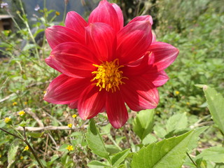 gran flor roja