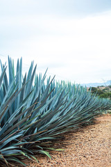Tequila Plants