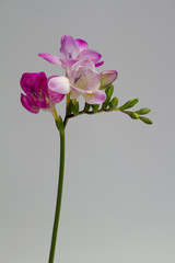 A branch of blooming pink freesia isolate on a light gray background, greeting card or concept