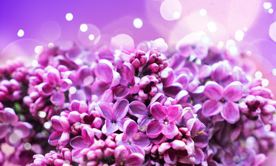 Obraz premium Blooming lilac flowers
