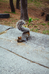 Curious Squirrel