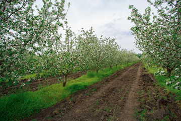 Fototapeta na wymiar blooming apple orchard in spring outdoors in the village. young apple trees planted and growing in rows in the garden outside the city . gardening. agronomy.