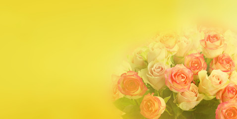 fresh rose flowers