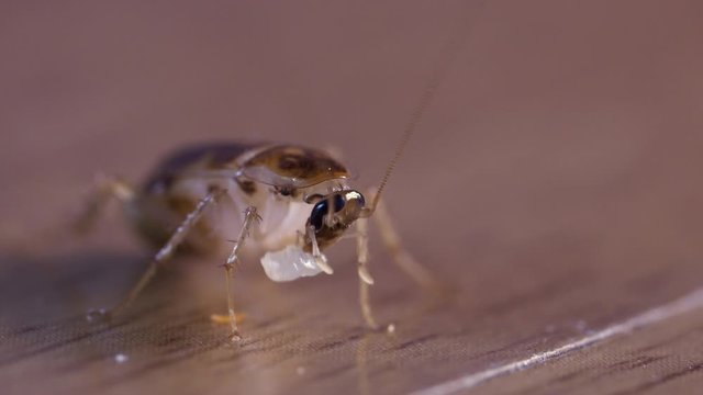 extreme close up shot on brown roach eating small piece of food leftover, macro shot. 4K. wood floor, house hygiene, wood, small animals living creatures, small creatures, dirty room, insects life