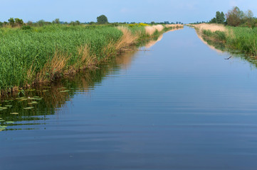 Obraz premium Forest lake or river or channel. Surface of a natural reservoir.